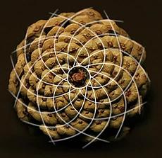 Pi&ntilde;a de Fibonacci