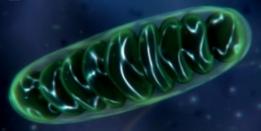 Mitocondria