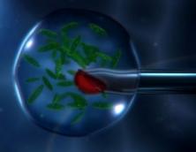 Trasplante de N&uacute;cleo en un &Oacute;vulo