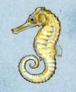 Caballito de Mar
