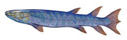 Eustenopteron