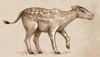 Hiracoterio, Antecesor de los Caballos