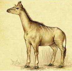 Samoterio, Antecesor de las Jirafas