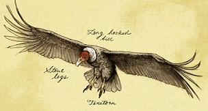 Teratornis, Antecesor del Buitre