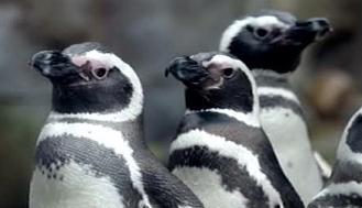 Ping&uuml;inos