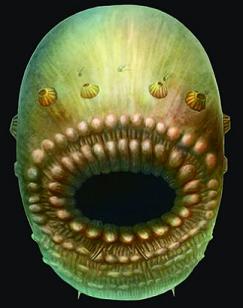 Sacoritus Coronario, hace 540 Ma